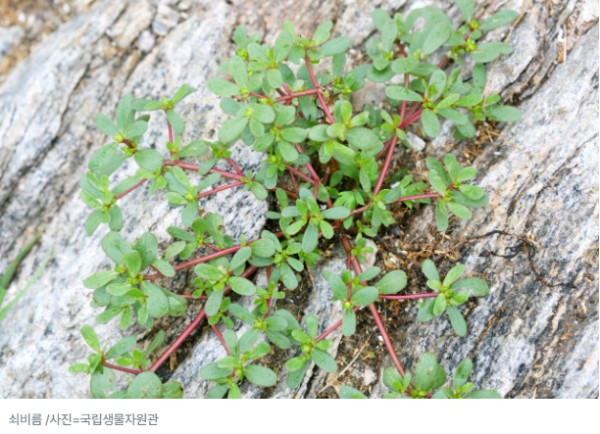 길거리 잡초 생명 (5).jpg