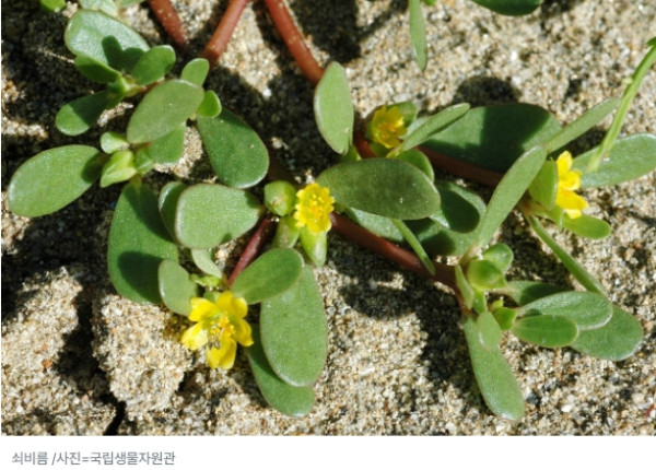 길거리 잡초 생명 (4).jpg