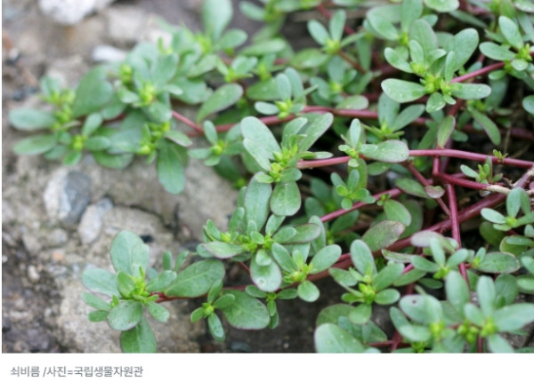 길거리 잡초 생명 (3).jpg