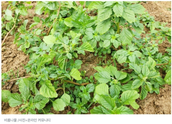 길거리 잡초 생명 (1).jpg